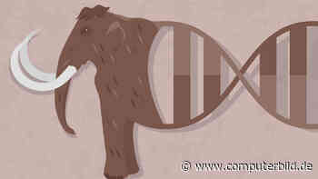 Die Rückkehr der Mammuts? US-Firma nähert sich Wissenschafts-Durchbruch