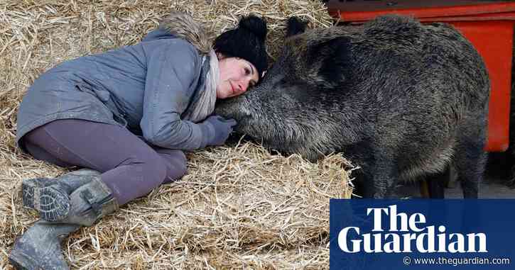 Adopted wild boar Rillette can stay with her owner, French court rules