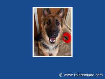 Lola, 1 of 4 dogs taken from LC4 in November, is found safe