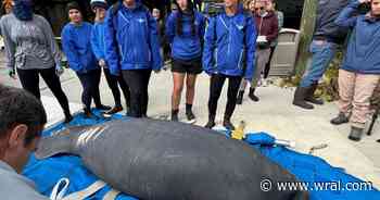 Pamlico the manatee returns home: Historic North Carolina rescue ends in Florida release