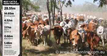 Build up and make money: cattle producers chase more numbers, bigger herds