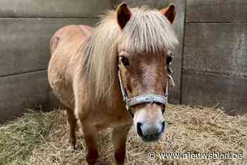 Peer verkoopt manegepaarden van Breugelhoeve, maar niet zomaar aan iedereen