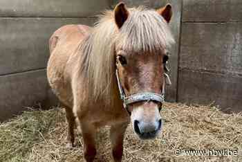 Peer verkoopt manegepaarden van Breugelhoeve, maar niet zomaar aan iedereen
