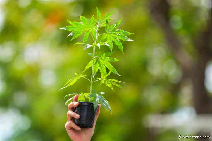 Forty years on, ISP's Marijuana Eradication Team is still at work to end illegal grows