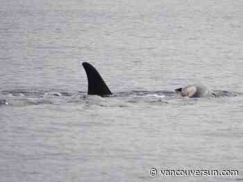 Orca still pushing body of her dead calf near Vancouver Island, 10 days after death