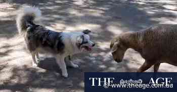 Can you train your pet dog to herd sheep? (And why would you want to?)