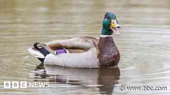 Ducks shot dead and left in woodland