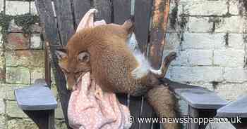 Fox rescued by RSPCA after getting stuck in Mottingham garden chair