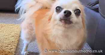 Woman banned from owning animals after causing unnecessary suffering to dog