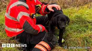 Stranded trainee guide dog rescued by firefighters