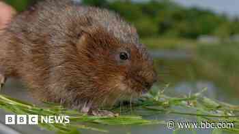 Concerns for wildlife raised with East West Rail