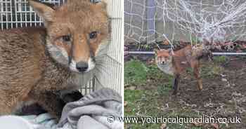 Fox gets caught in south London football goal netting