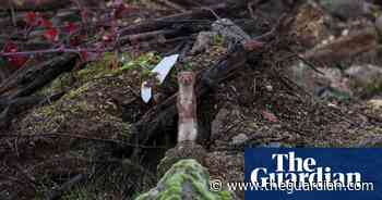 Week in wildlife in pictures: chilly pelicans, a baby gorilla and a spider fan’s dream come true