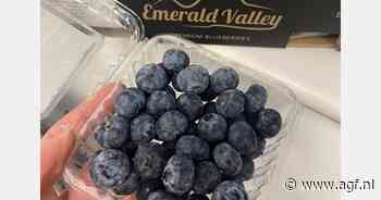 Eerste Chileense blauwe bessen arriveren in Europa