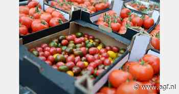 Speciale focus op tomaten- en watermeloenrassen