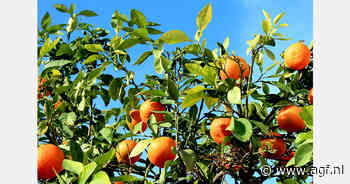 Daling van Argentijnse sinaasappel- en mandarijnenoogst verwacht