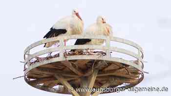 Vogelgrippe-Verdacht im Tiergarten in Nürnberg bestätigt - mehrere Vögel tot