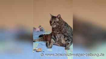 Tierheim Peine sucht Alterssitz für zwei Katzendamen