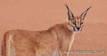 'I own an exotic cat with razor-sharp claws - people say I'm mad but he's friendly'