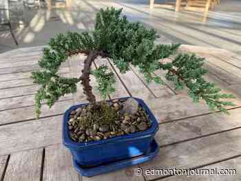 Growing Things: How to care for your bonsai