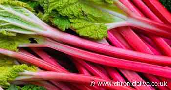 Warning issued to anyone with rhubarb in their garden