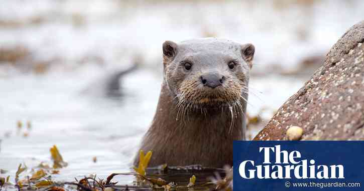 Otters among UK wildlife carrying toxic ‘forever chemicals’, analysis shows
