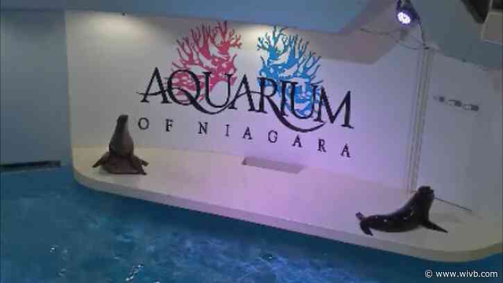 Aquarium of Niagara to bring back '716' discount for MLK day