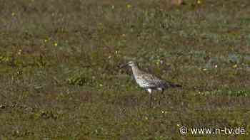 Artensterben auch in Europa: Der Dünnschnabel-Brachvogel ist Geschichte