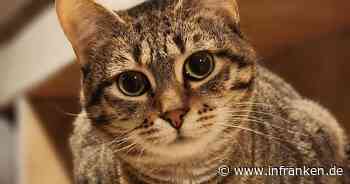 Tierheim Oberndorf zeigt Video: "Tipsi hat bezauberndste Stimme im ganzen Tierheim"