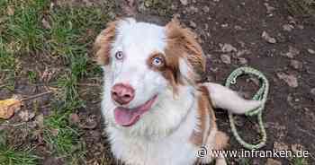 Tierheim Bamberg: Deshalb hört diese Hündin auf niemanden