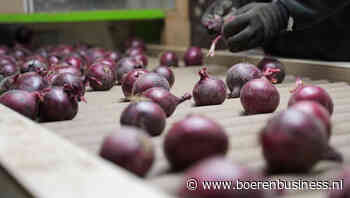 Zo tam als het in geel is, zo levendig is het in rood