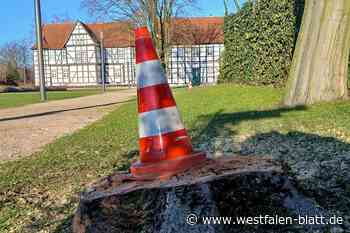 Vier Bäume und eine Garage sind in Hövelhof weg