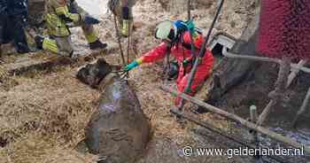 Dag na instorten stalvloer haalt gezin opgelucht adem: ‘Die koeien zijn nog net niet onze kinderen’