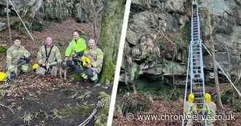 Dog rescued from 40ft Northumberland cliff by fire and rescue service