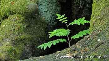 Rendite und Nachhaltigkeit: +213,78 Prozent Rendite mit Öko-ETFs
