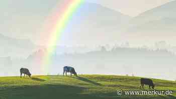 Sie ist die schönste Kuh der Welt: Werdende Mama holt „Miss World“-Titel