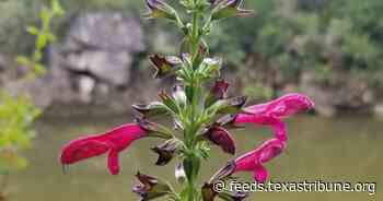 Texas wildflower big red sage proposed for endangered species protection