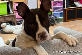 Adoptable Pet of the Week: Kashton
