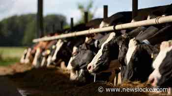 Geen MKZ gevonden bij Duitse runderen die naar Nederland zijn vervoerd