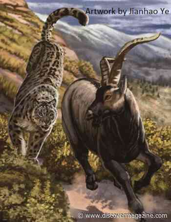 Million-Year-Old Snow Leopard Bones Help Explain Their Rule During the Ice Age