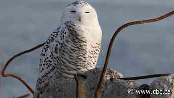 2 snowy owls found dead in Toronto park were infected with avian flu: conservation authority