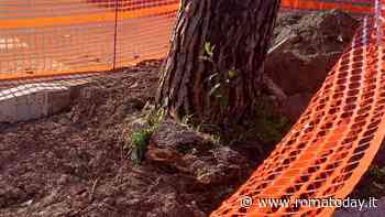 Per realizzare la ciclabile con i fondi Pnrr tagliano le radici dei pini: “L’assessora sia più vigile”