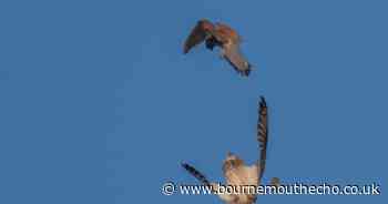 Two birds of prey captured fighting over their dinner