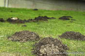 Waarom je denkt dat er deze winter nóg meer mollen zijn dan andere jaren
