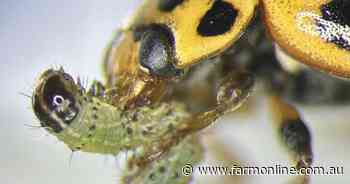 Could this tiny bug be the key to controlling fall armyworm in Australia?