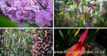 Stunning Orchid festival to return to Kew Gardens to brighten up winter months