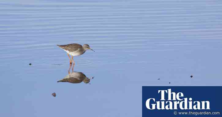 Country diary: Why does the bird bob its head? | Country diary