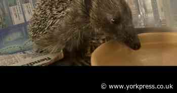 'It really is a community effort' - hedgehog hospital celebrates growth