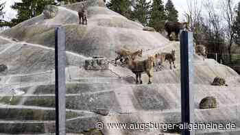 Bald starten die Arbeiten für das neue Himalaya-Gelände im Augsburger Zoo
