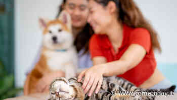 Sognare gli animali: cosa significa e quali appaiono più spesso